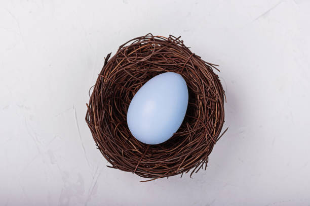 Stylish background with colorful easter egg in nest on gray concrete background. Flat lay, top view, mockup, overhead, template. . High quality photo