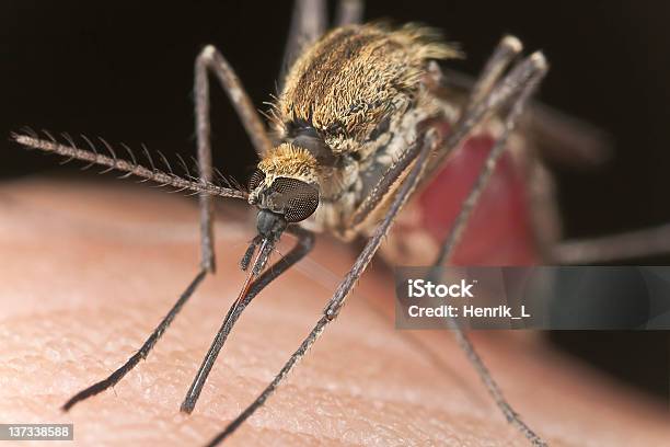 Mosquito Chupar Sangre Extreme Closeup Foto de stock y más banco de imágenes de Ala de animal - Ala de animal, Alimentar, Animal