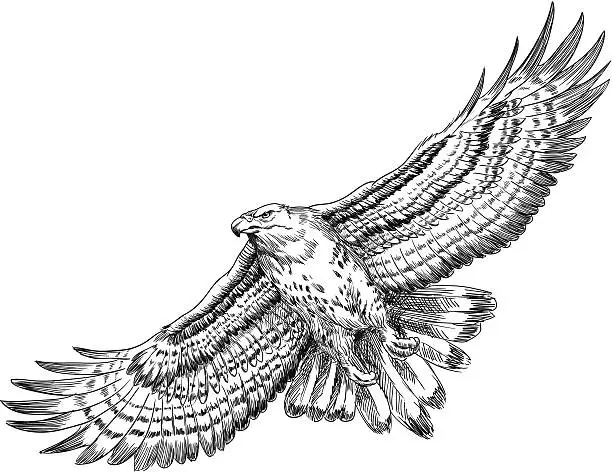 Vector illustration of Hand drawn hawk illustration