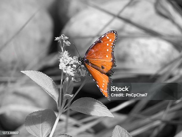 Monarch Na Szary - zdjęcia stockowe i więcej obrazów Czarny kolor - Czarny kolor, Część ciała zwierzęcia, Fotografika