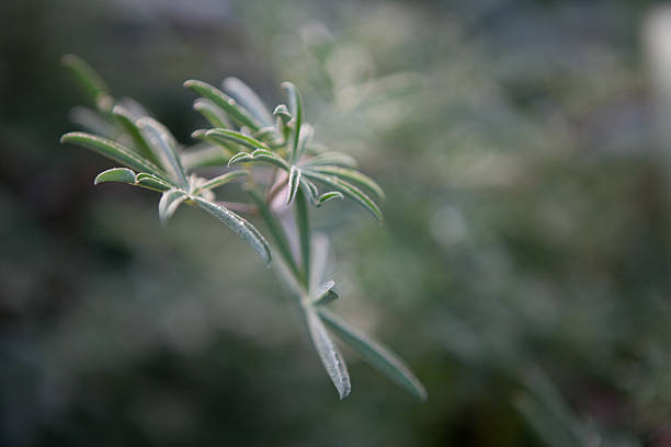 istock Green Leaves in the morning dew 137339250