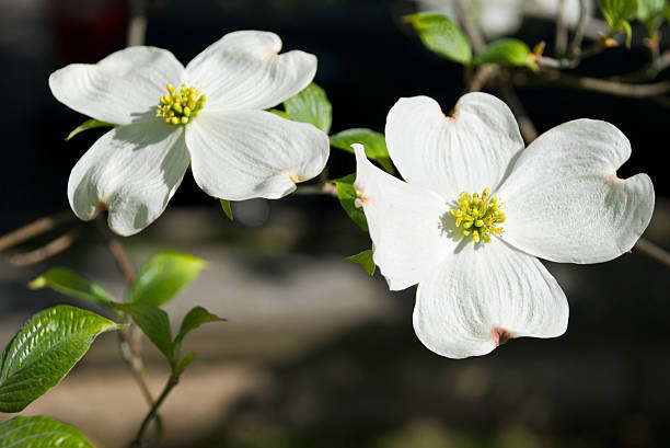 White Blooms in Spring stock photo