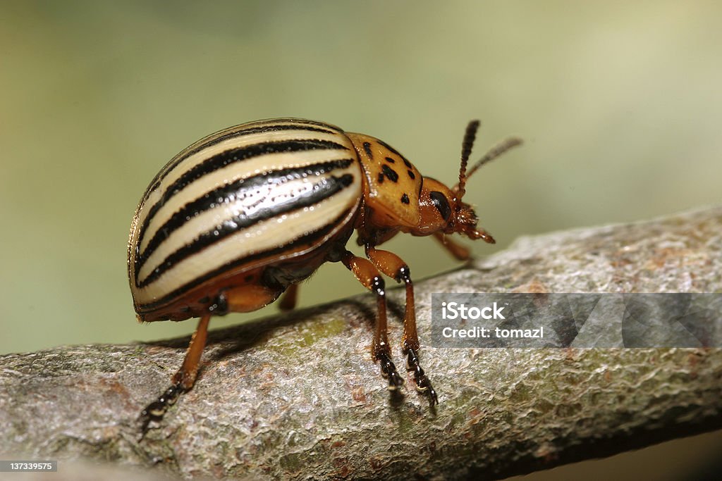 Colorado potato beetle Leptinotarsa decemlineata. Colorado Potato Beetle Stock Photo