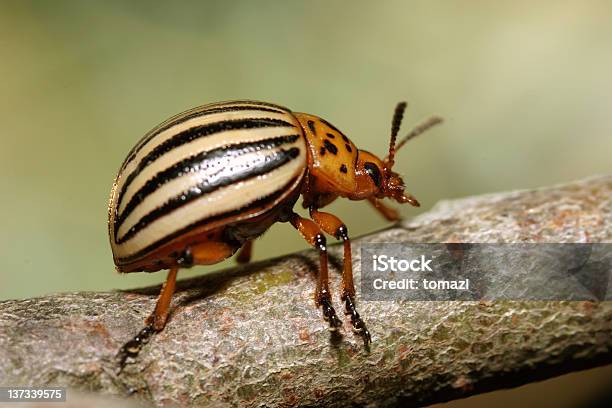 Colorado Potato Beetle Stock Photo - Download Image Now - Colorado Potato Beetle, Agriculture, Animal