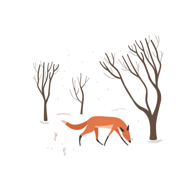 bildbanksillustrationer, clip art samt tecknat material och ikoner med winter scene with a fox running in the snow. red fox in the forest. - red fox snow