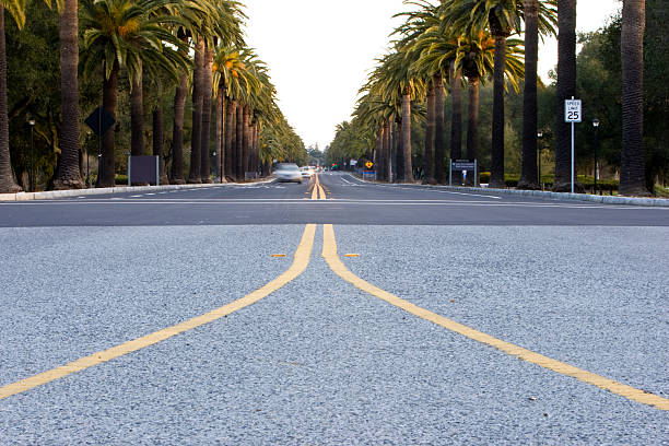 Palm Drive The Palm drive at Stanford University. stanford university photos stock pictures, royalty-free photos & images