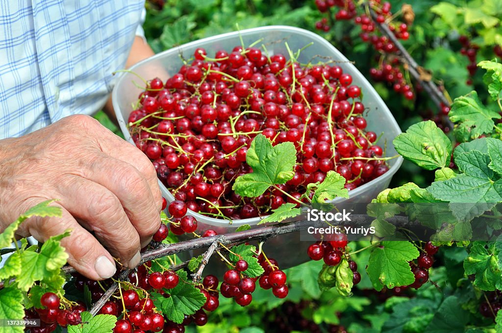 Starszy kobieta Zbierać owoce dojrzałe czerwone Porzeczki - Zbiór zdjęć royalty-free (Czerwona porzeczka)