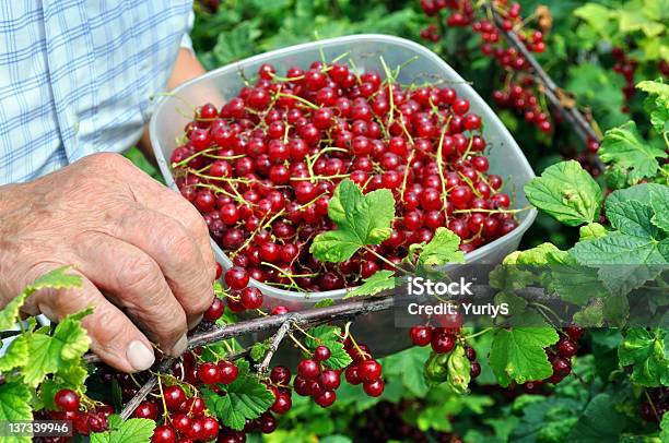 Starszy Kobieta Zbierać Owoce Dojrzałe Czerwone Porzeczki - zdjęcia stockowe i więcej obrazów Czerwona porzeczka