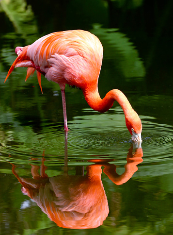 Beautiful Orange Flamingo against green background, drinking water from the pond, and sees his reflection