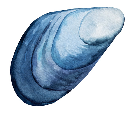 Hand drawn Watercolor blue mussel seashell  isolated on white. Underwater Illustration for greeting cards, summer beach wedding invitations, and other printing and craft projects