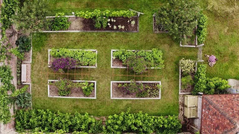 Aerial view man harvesting vegetables in summer backyard garden