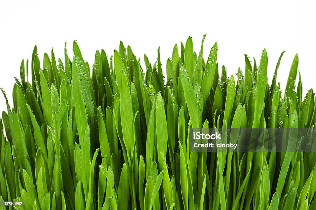 녹색 잔디 - 로열티 프리 0명 스톡 사진