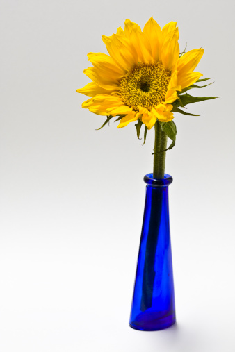 A yellow sunflower stands in a blue vase on a white background