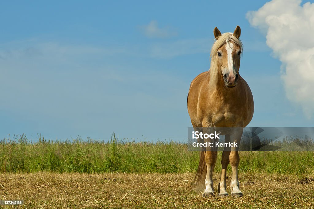 golden horse und blauer Himmel mit Textfreiraum - Lizenzfrei Pferd Stock-Foto