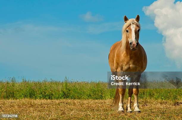 Golden Horse Und Blauer Himmel Mit Textfreiraum Stockfoto und mehr Bilder von Pferd - Pferd, Vorderansicht, Wachsamkeit