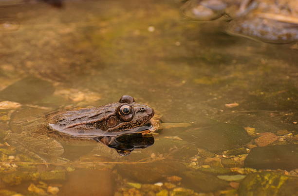 Frog in an Arizona pond stock photo