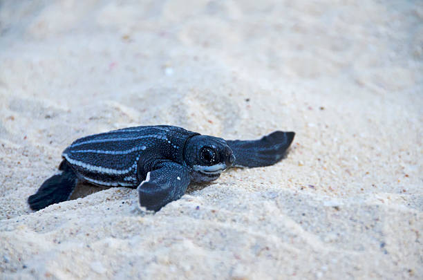 istock Baby Sea Leatherback Turtle 137342515