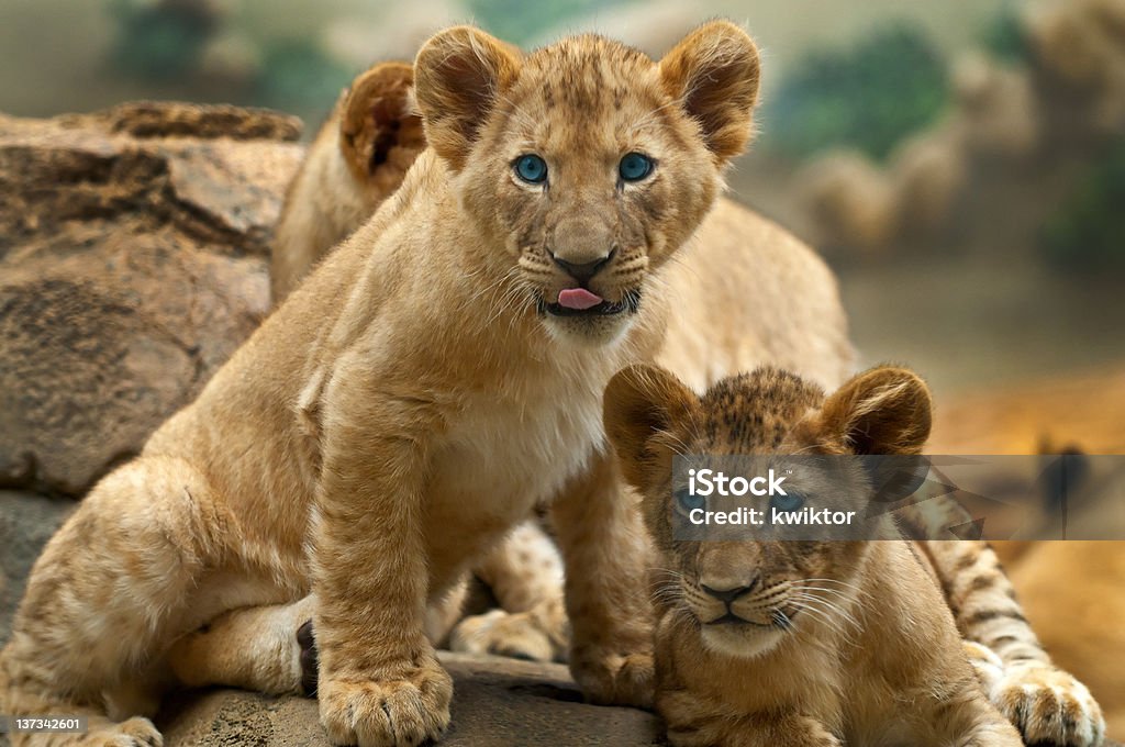 Lions Two little Lion Cubs looking at something one has its tounge sticking out. Animal Stock Photo