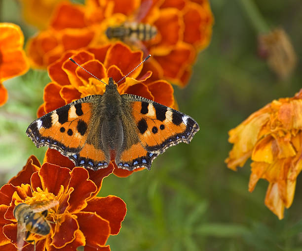 papillon & bees - french marigold photos et images de collection