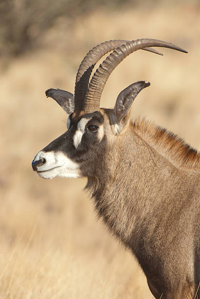 roan бык портрет - equinus стоковые фото и изображения