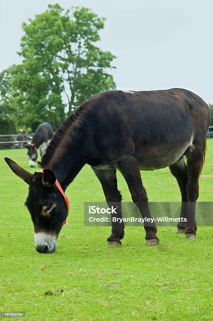 Zwei braune Rescue Eseln geführt werden - Lizenzfrei Braun Stock-Foto