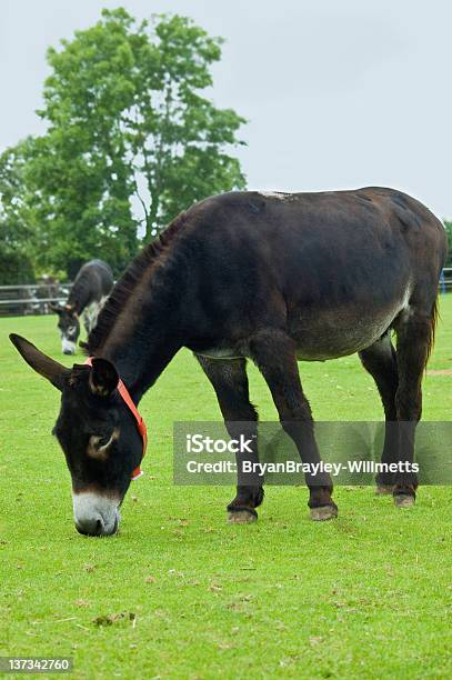 Zwei Braune Rescue Eseln Geführt Werden Stockfoto und mehr Bilder von Braun - Braun, Domestizierte Tiere, Feld