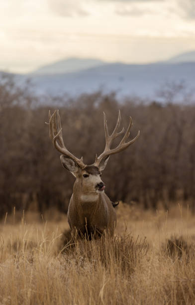 istock Mule Deer Buck in Autumn in Colorado 1373434032