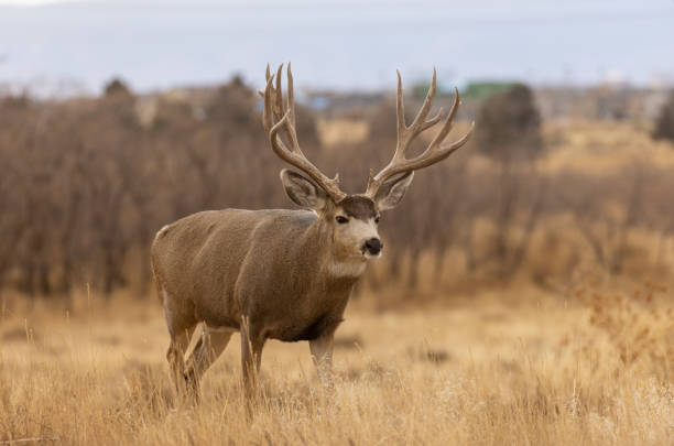 istock Mule Deer Buck in Autumn in Colorado 1373436156