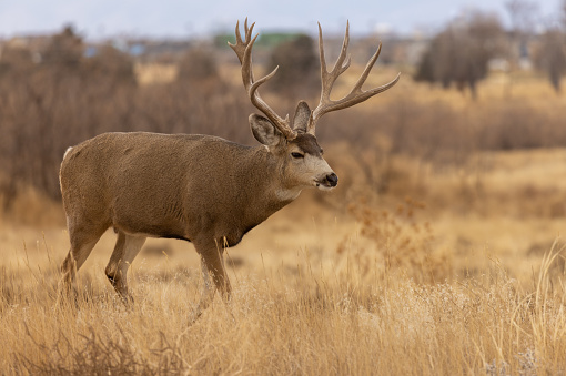 a mule deer buck in Colorado during the rut in autumn