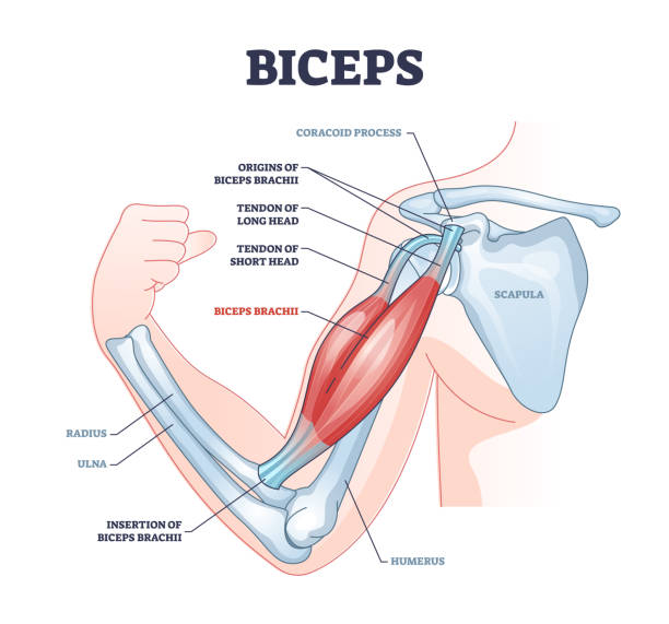 Biceps muscle with anatomical skeletal medical arm structure outline diagram Biceps muscle with anatomical skeletal medical arm structure outline diagram. Labeled educational explanation with inner muscular and bone description vector illustration. Hand physiology scheme. bicep stock illustrations