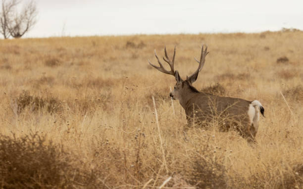 istock Mule Deer Buck in Autumn in Colorado 1373442626