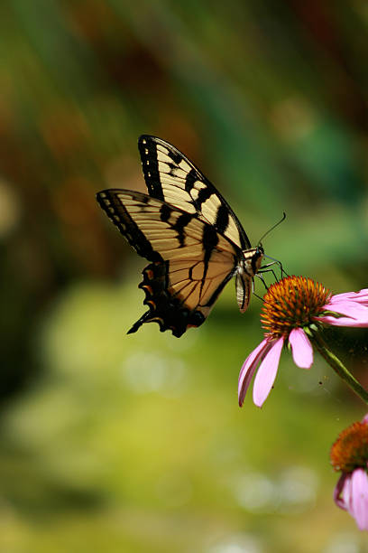 istock Yellow Tiger Swallowtail Butterfly 137344547