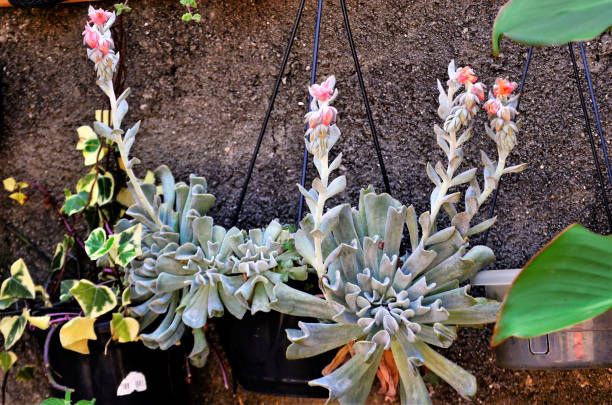 istock Echeveria runyonii 'Topsy Turvy' com flor no vaso 1373448729