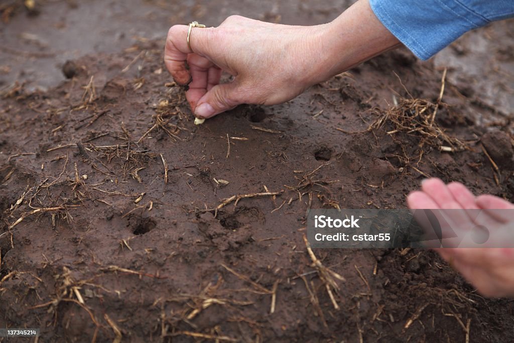 Piantare semi di zucca giardino - Foto stock royalty-free di Piantare