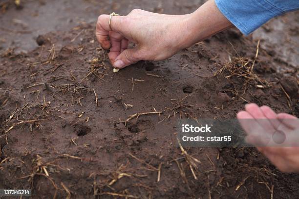 Plantando Jardim Semente De Abóbora - Fotografias de stock e mais imagens de Legumes - Legumes, Plantar, Semente