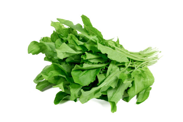 istock new harvest green bunch sorrel on a white background 1373457285