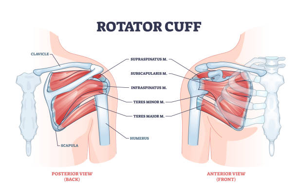 struktura anatomiczna mankietu rotatora i diagram zarysu wyjaśnienia lokalizacji - rotator cuff stock illustrations