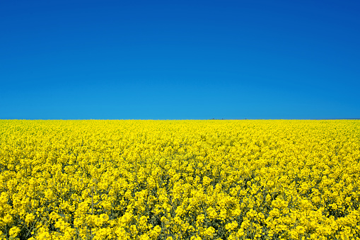Campo de colza colza flores amarillas y cielo azul, colores de la bandera ucraniana, ilustración de la agricultura de Ucrania photo