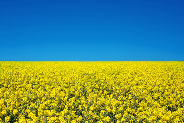 Field of colza rapeseed yellow flowers and blue sky, Ukrainian flag colors, Ukraine agriculture illustration stock photo