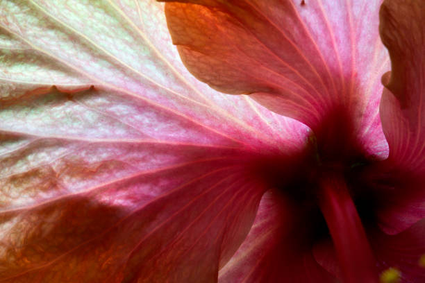 istock Hibiscus macro of the inner flower. 1373462236