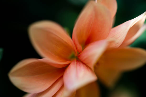 A beautiful orange Dahlia artistic macro photograph with a bee buzzing collecting Pollen for the hive