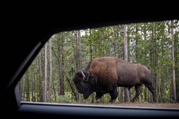 istock A bison alongside the highway in Yellowstone National Park. 1373462857