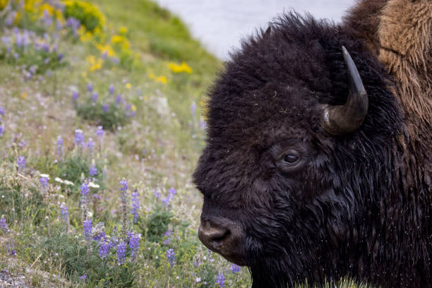 istock A bison grazes in Yellowstone National Park. 1373462868
