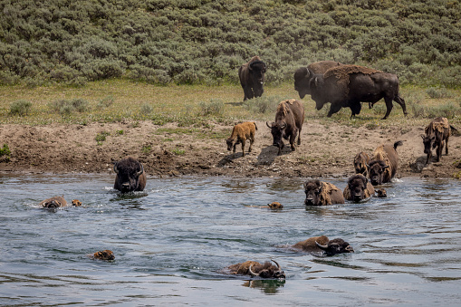 Bison cross the Yellowstone River in the Park's Hayden Valley. in Yellowstone National Park, Wyoming, United States