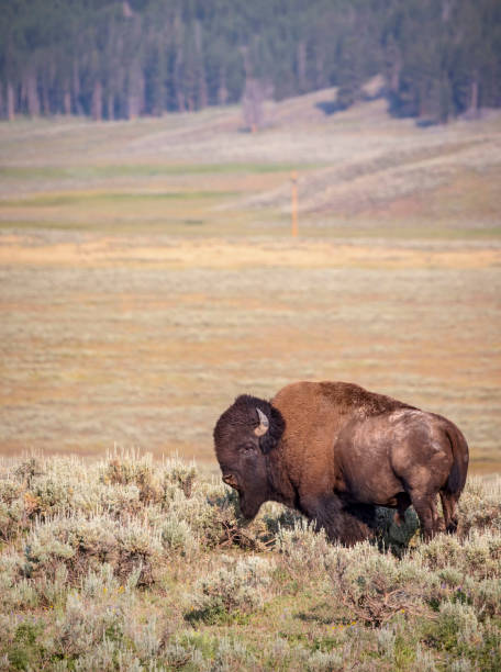 istock A large bison roams through Yellowstone's Hayden Valley. 1373462933