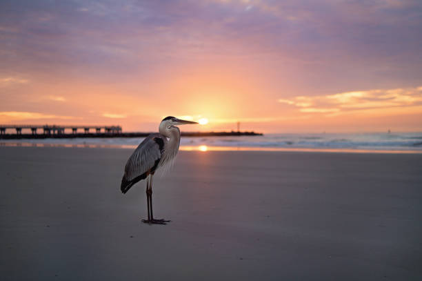 garça ao nascer do sol na praia da flórida - city of sunrise fotos - fotografias e filmes do acervo