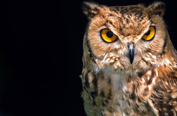 istock A Horned Eagle Owl Bird of Prey 1373463645
