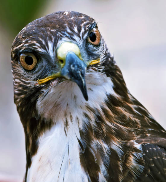 portrait of a raptor or bird of prey - ilhas de malta imagens e fotografias de stock