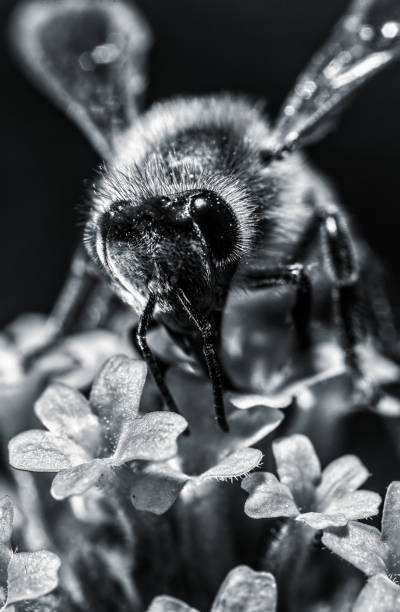 istock Maltese Honey Bee Macro Detail 1373463814
