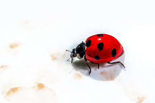 Red Ladybird Beetle Macro Detail in Attard, Malta